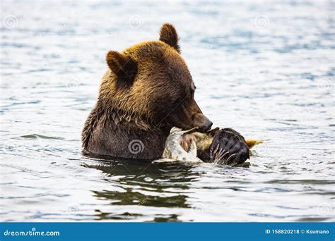 Brown bear stock photo. Image of large, travel, national - 158820218