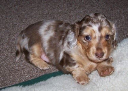 Dapple Dachshund Puppies Tips To Choosing And Training Your Dapple Dachshund Puppy | Cute Puppy ...