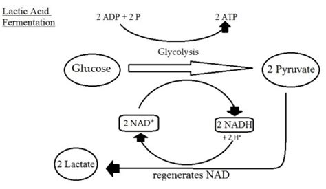 What Is The Difference Between Lactic Acid And Lactate Dehydrogenase Pediaacom