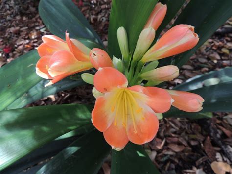 Plantfiles Pictures Clivia Bush Lily Fire Lily Natal Lily Kaffir