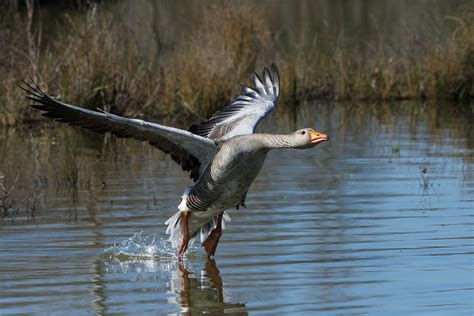 Oie cendrée Anser anser Greylag Goose DDO Mazères Flickr