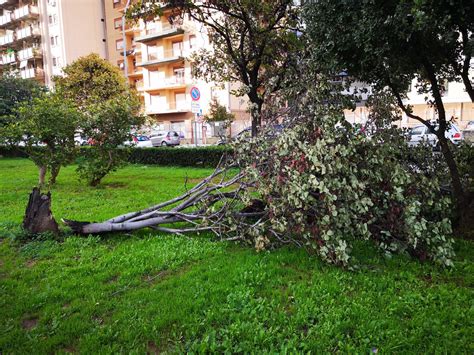 Anc Ra Un Albero Caduto Palermo Capitale Online