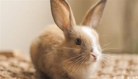 Rabbit Care The Complete Guide Usa Rabbit Breeders