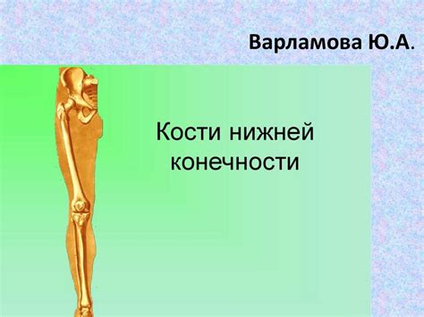 Кости нижней конечности - презентация онлайн