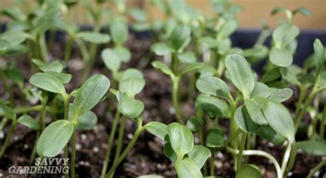 Edible sunflower microgreens