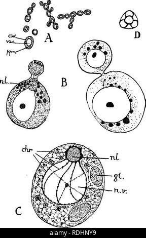 Saccharomyces Labeled