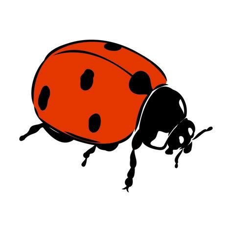 Insect Ladybug Vector Sketch 36522281 Vector Art At Vecteezy