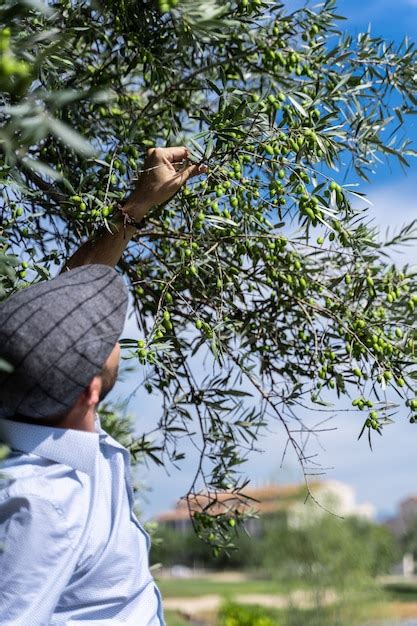 Hombre con boina recogiendo una aceituna verde de un árbol Foto Premium