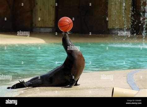 Seal balancing ball on nose Stock Photo - Alamy