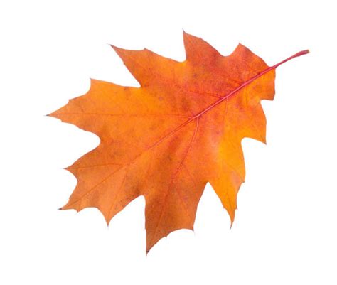 1200 Northern Red Oak Leaf Stock Photos Pictures And Royalty Free