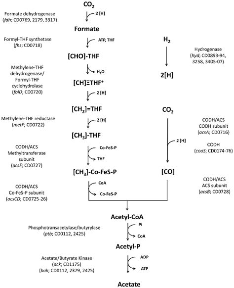 Wood Ljungdahl Pathway And Involved Genes Of C Difficile Acs