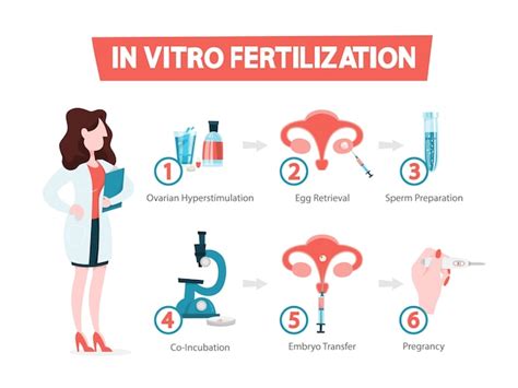 Premium Vector In Vitro Fertilization Step By Step Method Idea Of