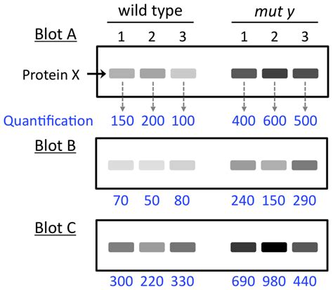 Figure Representative Western Blot Analysis Wormbook Ncbi