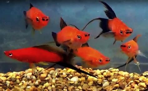 Red Wag Swordtails Xiphophorus Helleri Tropical Fish Keeping