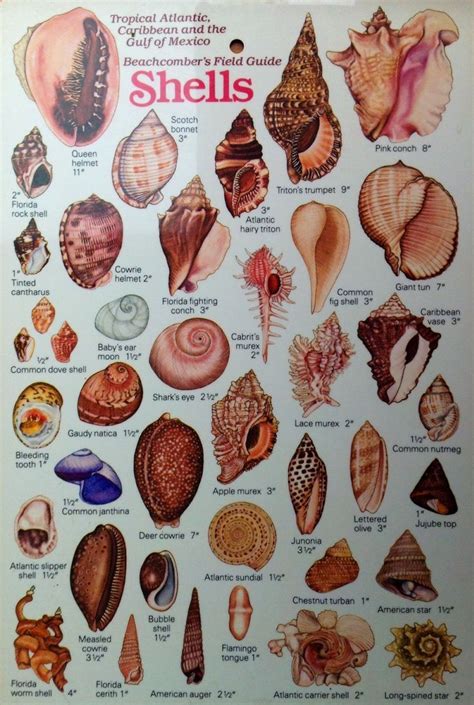 Pin by kathy richardson on Beache | Shells and sand, Sea shells, Shell art