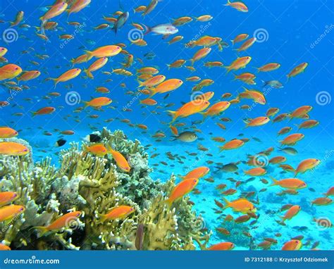 Shoal Of Fish On The Reef Royalty Free Stock Photos - Image: 7312188