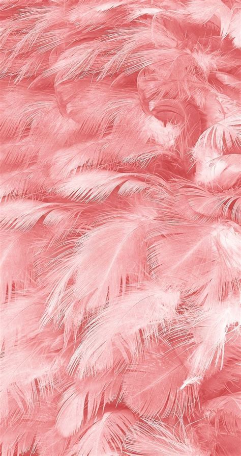 Pink Feather Background