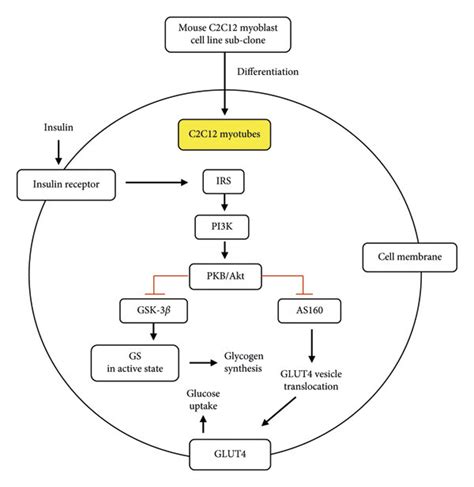 The Insulin Signaling Pathway In Skeletal Muscles C C Cell Lines