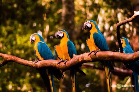 Parque Das Aves Foz Do Igua U Vale A Pena Tempo De Passeio