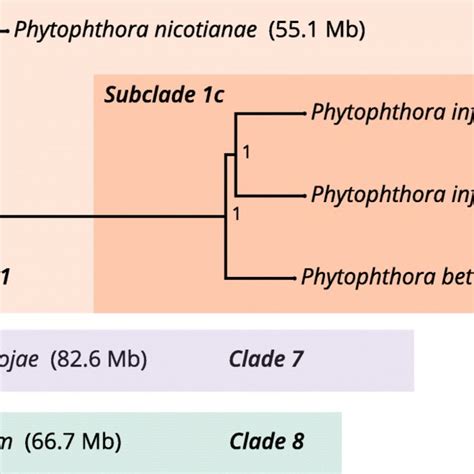 Phylogenetic Placement Of Phytophthora Betacei P And Phytophthora