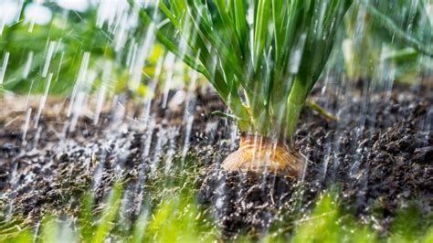 Sigue Estos Consejos Para Aprovechar El Agua De Lluvia En Tu Huerto