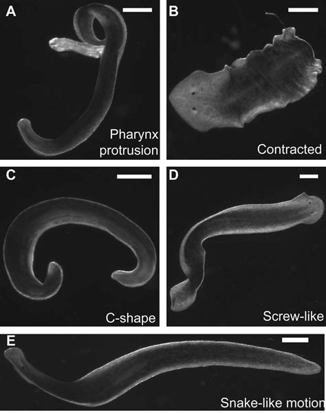 Examples Of Planarian Morphological Readouts And Body Shapes A