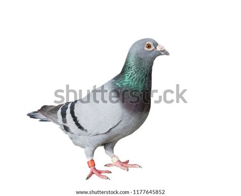 Full Body Speed Racing Pigeon Bird Stock Photo Shutterstock