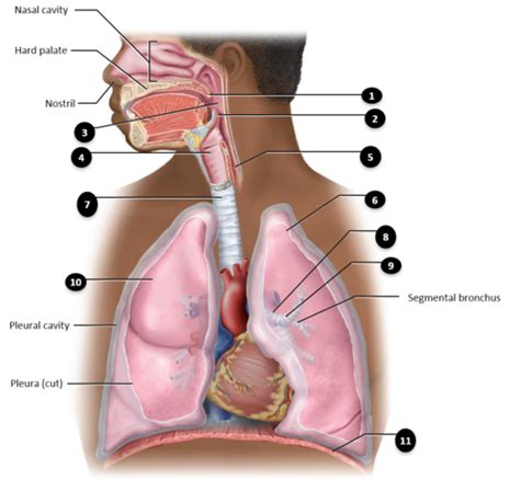 Respiratory System Flashcards Quizlet