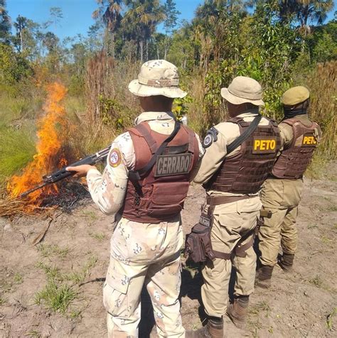 Fuma A Pol Cia Queima Mil P S De Maconha No Interior Da Bahia