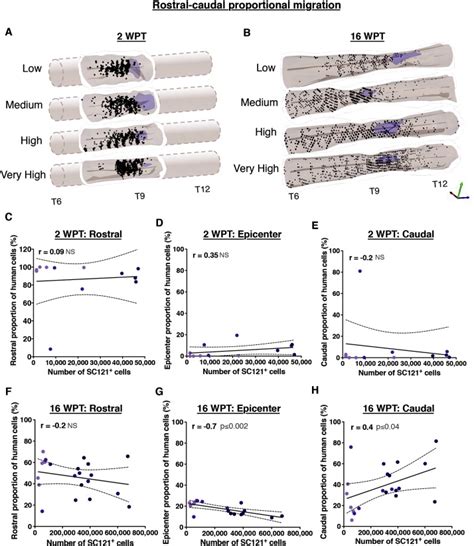 Effect of transplant on rostral-caudal proportional migration in the ...