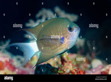 Chromis caudalis Fotos und Bildmaterial in hoher Auflösung Alamy