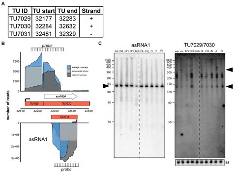 Frontiers Regulation Of Psysa Defense Plasmid Copy Number In