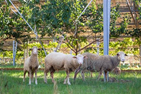 Agrivoltaics Combining The Agricultural And Energy Transition Akuo