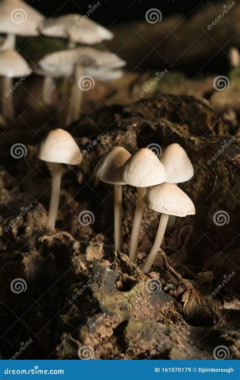 Mycena Galericulata Mushrooms Stock Image Image Of Flora Natural