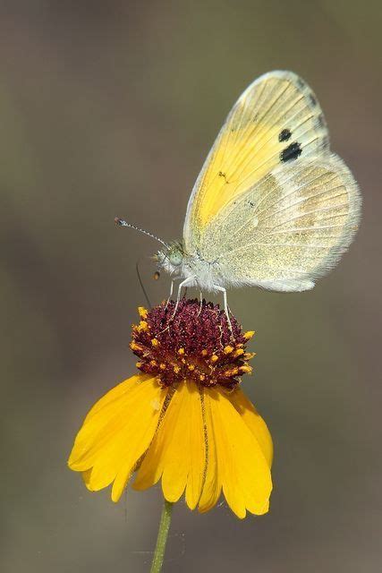 Pin By Ahmet Arif Yilmaz On Kelebekler Beautiful Butterflies