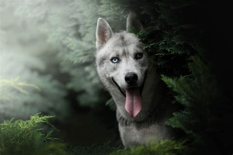 husky wallpaper free download - Coolwallpapers.me!