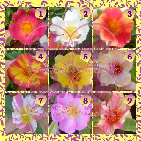 Jual PAKET 9 WARNA BUNGA KROKOT SELEMBAR MOSSROSE BUNGA KERTAS