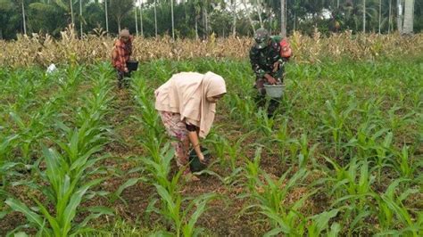 Gambar Pemupukan Jagung Pemupukan Teratur Untuk Menjaga Kasuburan