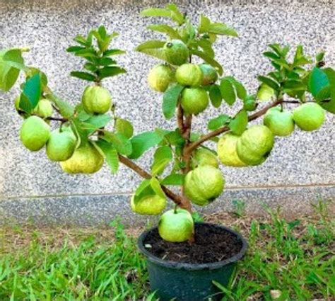 Grow Guava Trees From Guava Leaves For Many Fruit That Few People Know