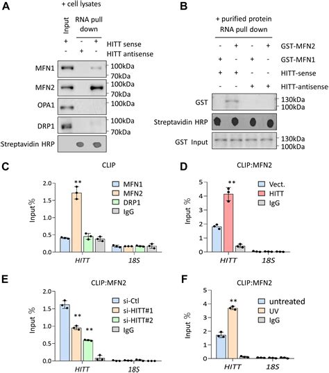 Mitochondria Localized LncRNA HITT Inhibits Fusion By Attenuating