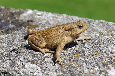 Erdkröte Kröte Amphibie Kostenloses Foto auf Pixabay Pixabay