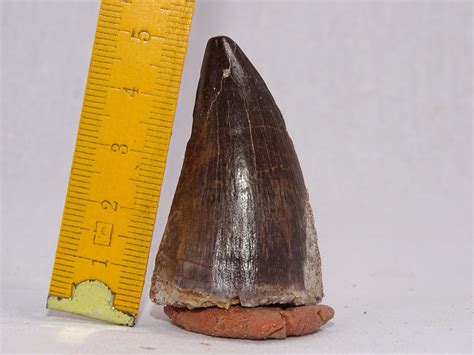 Top Rare Tylosaurus Tooth Mosasaurus Fossil Fossil Natural