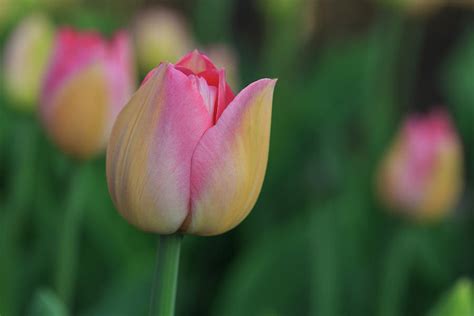 Soft Pastel Pink and Yellow Tulips of Lake Maggiore Photograph by ...