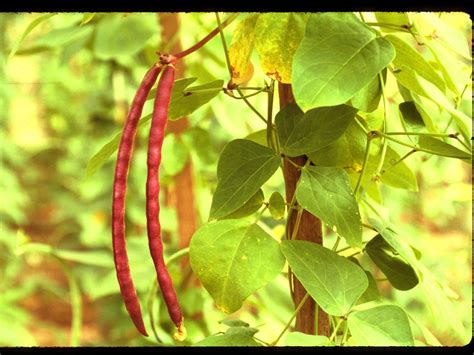 Cowpea Plant With Mature Pods Cowpea Plant With Mature Pod Flickr