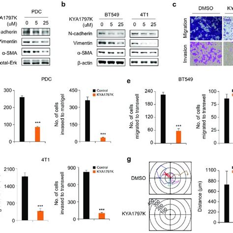 Inhibitory Effects Of Kya K On Migration And Invasion In Tnbc Cells