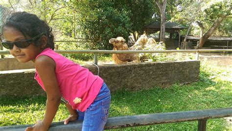 Dehiwala Zoo Dehiwala Mount Lavinia All You Need To Know