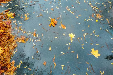 Maple Yellow Leaves Lie In A Puddle On The Asphalt Stock Photo Image