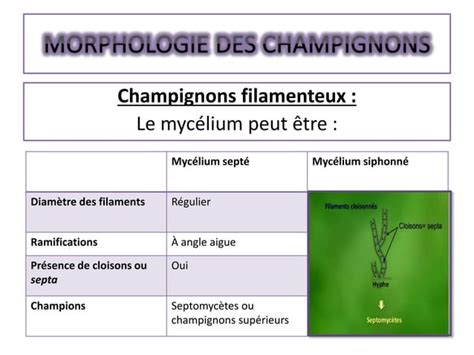 Introduction A La Mycologie Medicale Dr Benlaribi Imane Halima Ppt