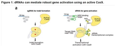 Orthogonal Gene Knockout And Activation With A