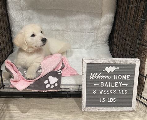 New Puppy Shopping List Correia Home Design